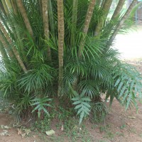 Dypsis lutescens (H.Wendl.) Beentje & J.Dransf.